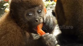 Monkeys feast on a buffet of fruits and vegetables at a primate rescue center in the Amazon Rainforest.