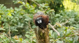 Tamarin Monkeys in the Amazon Rainforest are filmed in their natural habitats and at a primate rescue center in the heart of the jungle.