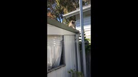 Koala spotted on roof in Raymond Island, Australia