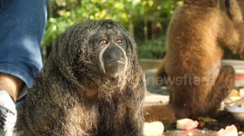 Cute Saki Monkey at a primate rescue center in the Amazon Rainforest eats and acts curious.
