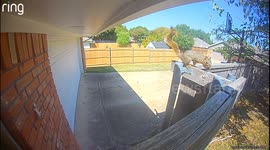 Squirrel Turf War in my Driveway