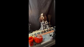 Pup Plays Halloween Composition On Piano