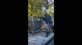 Black Bear Opens Driver's Door