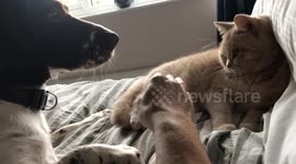 Dog Wants to Keep Hand to Herself