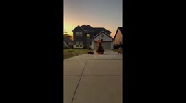 Taking My Weenie Dogs for a Walk in an Inflatable Dachshund Costume