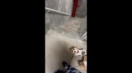 Puppy Can't Believe There Are Stairs