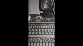 Fluffy Cat on Catnip Rolls Around Room