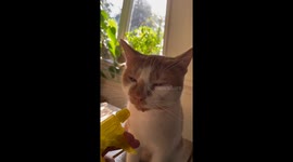 Cat Drinks Water Out of a Spray Bottle