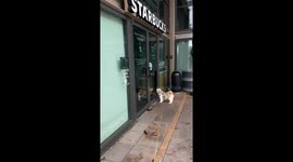 Hurricane Deprives Dog of Her Pup Cup