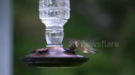 Close up video of hummingbird at a hummingbird feeder