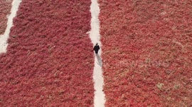 How agricultural mechanization spices up pepper farmers' lives in Xinjiang