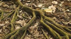 Wild Leaf Cutter ants in the Amazon Rainforest use leaves to build their nests high up in the trees.