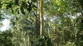 One of the strongest trees in the Amazon Rainforest (Capirona Tree) captured on camera in the jungle. Calycophyllum spruceanum