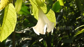 Powerful Amazonian Plant, Toé, also known as