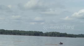 River Dolphins spotted in the Amazon river while traveling on a boat across the massive river.