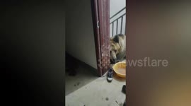 Bear shocks man by falling asleep on landing following food theft from kitchen