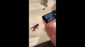 Fisherman catches crayfish during spawning period