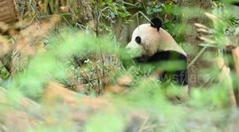 China: Chengdu Research Base of Giant Panda Breeding