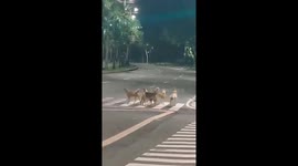 Pack of stray dogs cleverly use zebra crossing