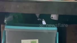 Volunteers catch sinister cobra lurking in pensioner's home