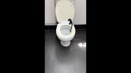 Snake found on toilet seat in Brisbane