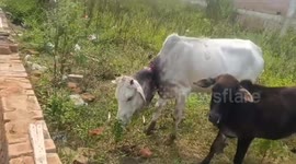 Rescue team remove rope tied so tightly around cow's neck it sliced into its skin