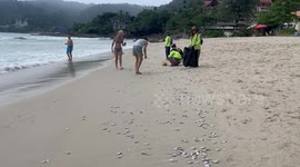 Beachgoers collect thousands of fish washed up on sand