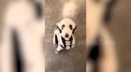 Dog groomer turns his poodle into a skeleton for Halloween