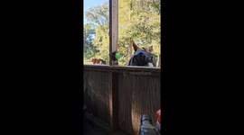 Winston Wants to Tell You Something