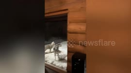Howling pack of nine wolves surround couple's cabin at night