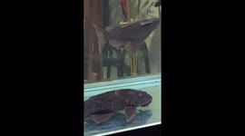 Fish swims upside down in aquarium