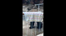 Giant panda plays peek-a-boo in China