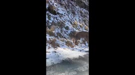 Friendly Deer Nibbles Fingers