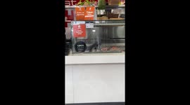 Pigeons in the Pizzeria