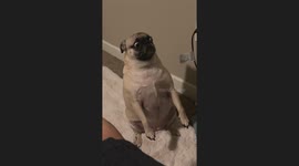 Pugs Sits Up And Whines