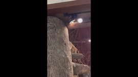 Raccoons Move Into Bass Pro Shops