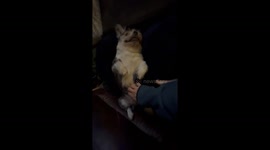 Good Old Boy Begs For More Belly Scritches