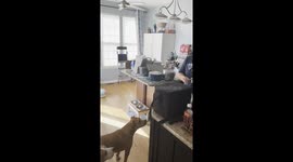Treat Lands On Unathletic Dog's Back