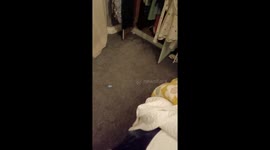 Beagle Finds the Perfect Hiding Spot