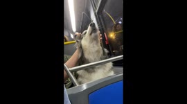 Husky Howls on NYC Bus Stuck in Traffic