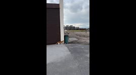 Orange cat's hilarious reaction to group of puppies running around corner