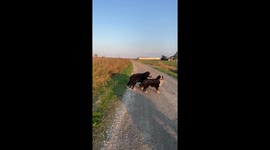 Dog Takes His Friend Out For A Walk