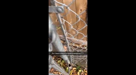 Fences Can't Contain This Dog
