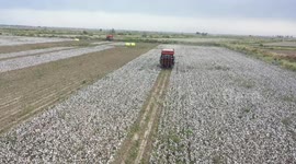 Foreign journalist explores tech-powered machinery in Xinjiang's cotton fields