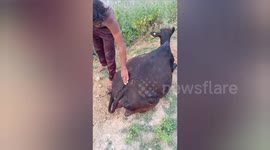 The social organization provided necessary  treatment hit by a train to the cow in Central India
