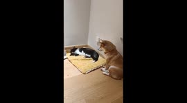 Pet cat steals dog's bed causing humorous stand-off
