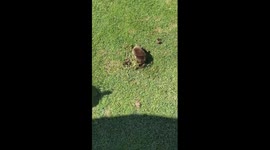 Mole in one! Rodent caught digging a tunnel on golf course in China