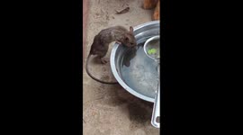 Thirsty mouse hides from cat after being startled mid-drink