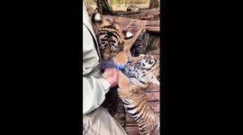 Adorable! Tiger cubs love being bottle-fed