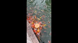 Excited koi carp feast on naan bread
